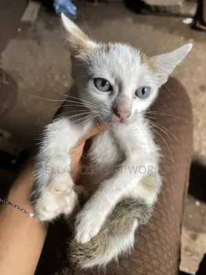 1-3 months Female Purebred American Shorthair