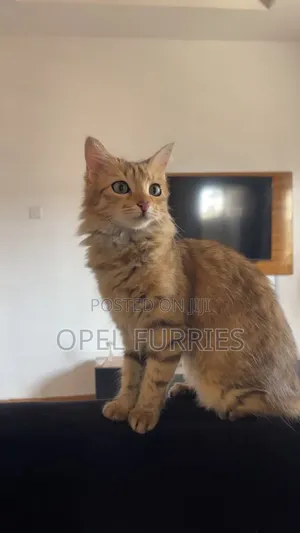 1+ year Female Mixed Breed Turkish Angora