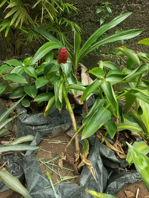 Red Button Ginger Plant