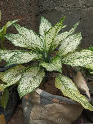 Chinese Evergreen