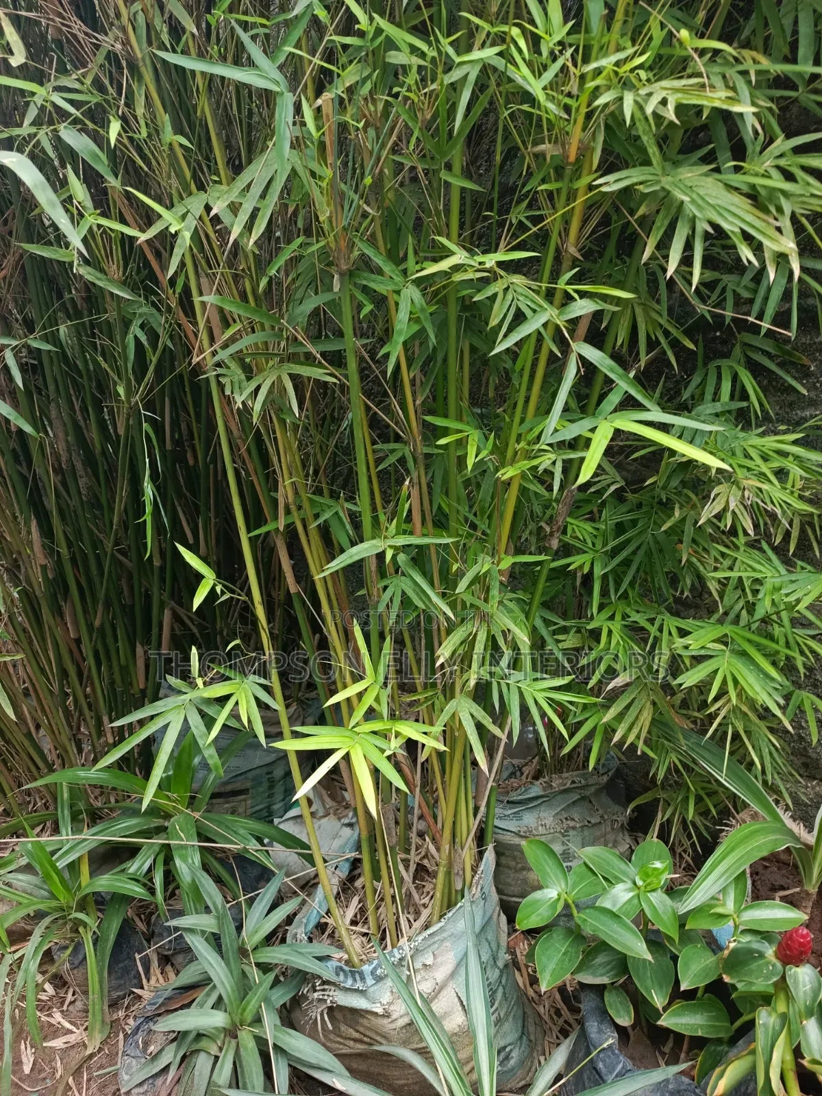 Bamboo Tree