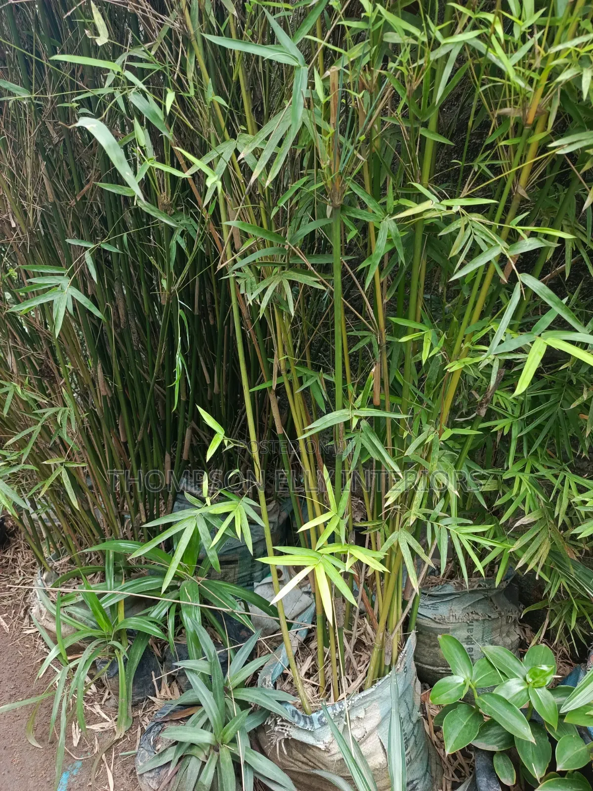 Bamboo Tree