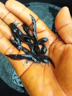 Juvenile Catfish
