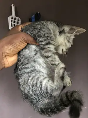 1-3 months Male Mixed Breed Persian