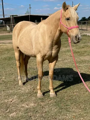 Horse for Adoption
