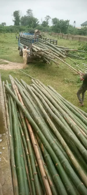 Long and Strong Bamboo for Sale