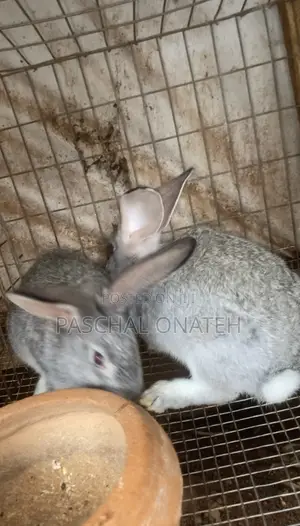 Chinchilla Rabbit Available