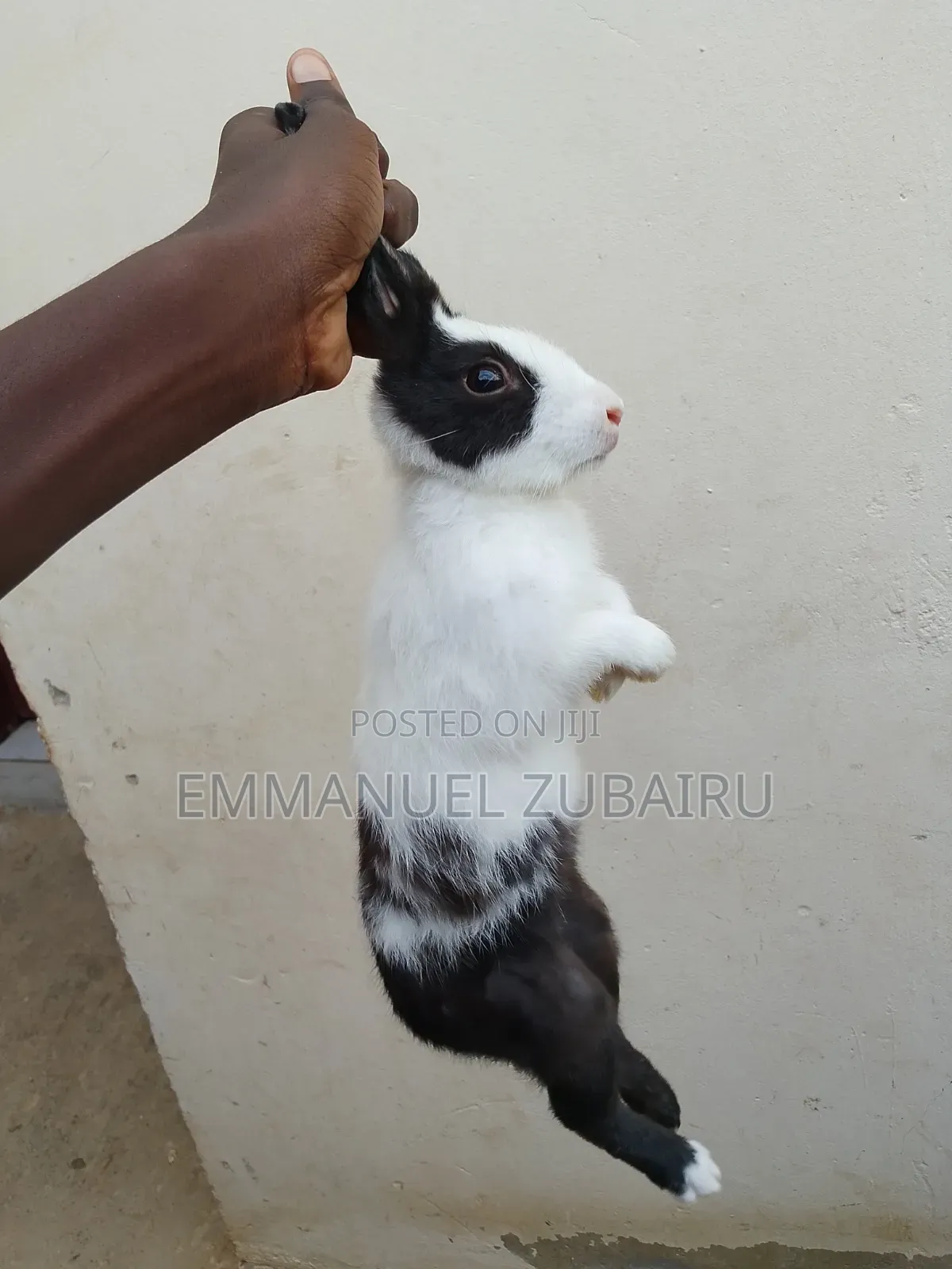 Quality Pets