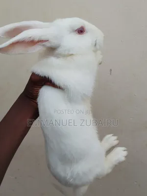 Quality Pets