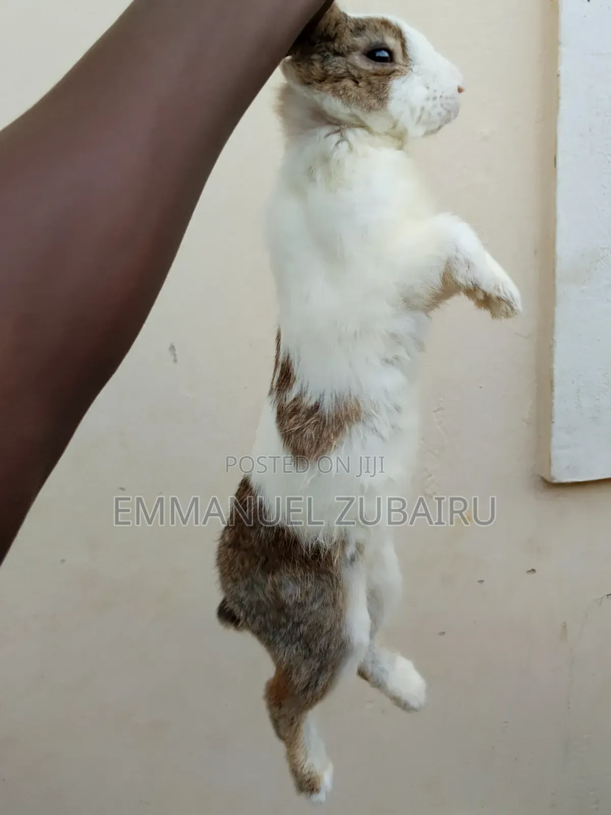 Quality Pets