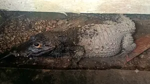 Pet Crocodilé Croc