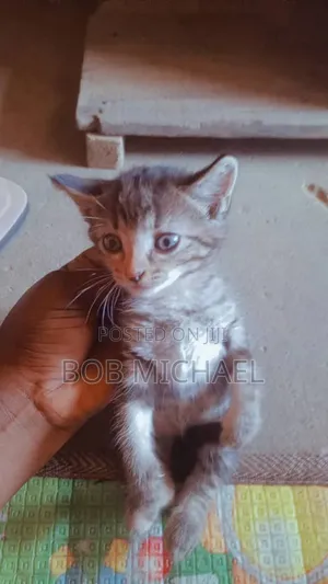1-3 months Female Purebred British Shorthair