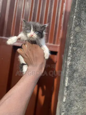 1-3 months Female Purebred Persian