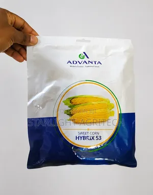 Sweet Corn | Advanta Hybrix 53