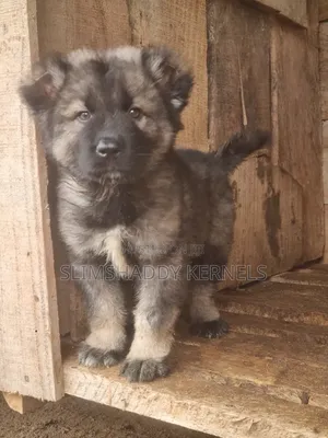 1-3 months Female Purebred Caucasian Shepherd