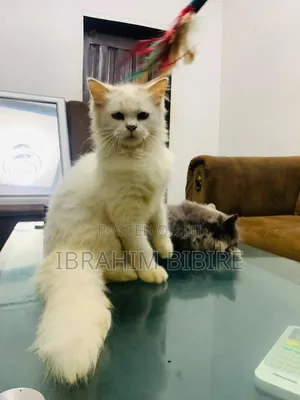 3-6 months Male Purebred Persian