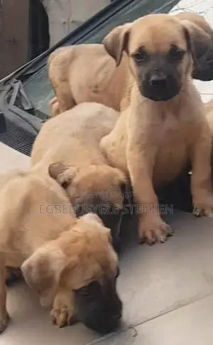 1-3 months Female Purebred Boerboel