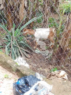 King Mudi Farm