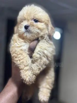 1-3 months Female Purebred Lhasa Apso