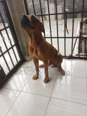 6-12 months Male Purebred Boerboel