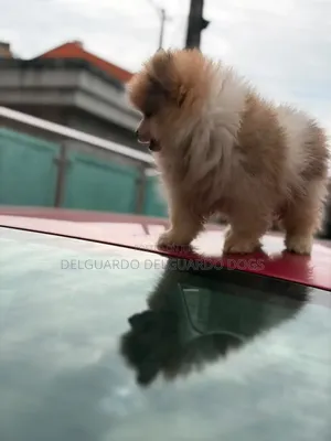 1-3 months Female Purebred Pomeranian
