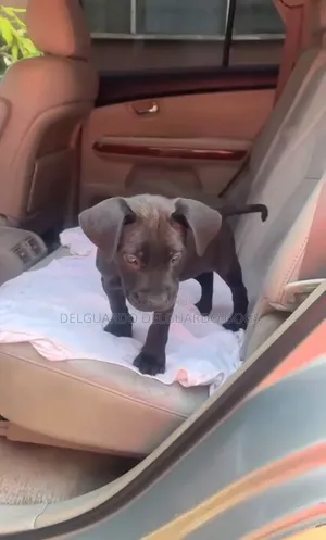 1-3 months Male Purebred American Pit Bull Terrier