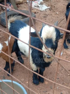 King Mudi Farm