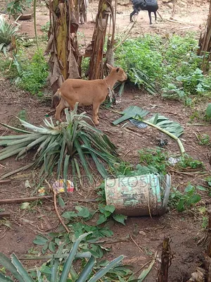 King Mudi Farm