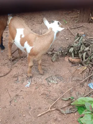 King Mudi Farm