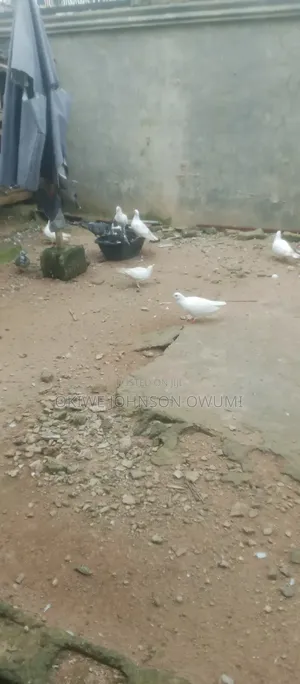 Pigeon for Sale 10,000