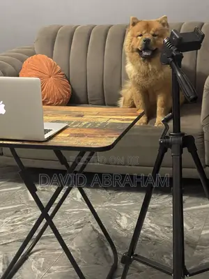 1+ year Male Purebred Chow Chow