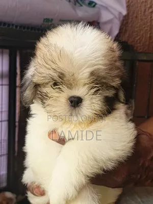 1-3 months Female Purebred Shih Tzu