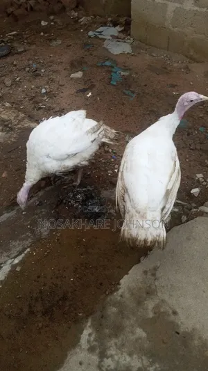 Turkey  for Sale