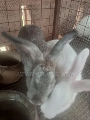 Rabbit in Ogbomoso
