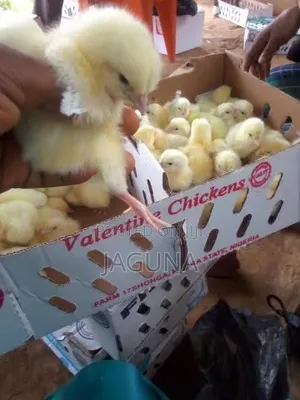 Day Old Chicks