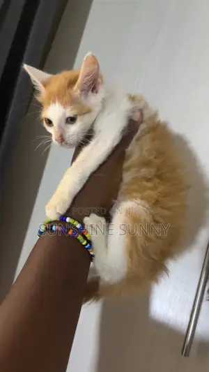 1-3 months Male Mixed Breed Turkish Angora