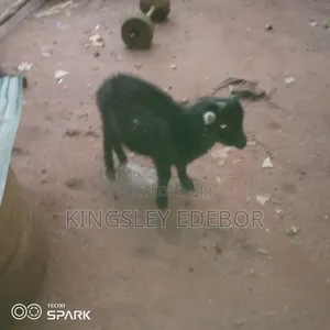 Goat for Sale