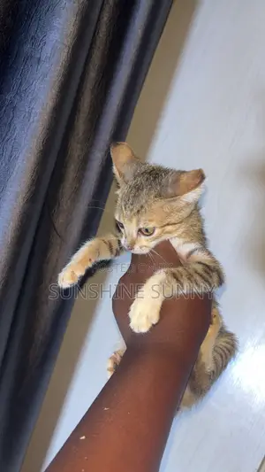 1-3 months Male Purebred American Shorthair