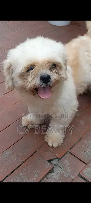 1+ year Male Purebred Shih Tzu