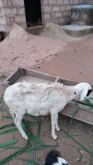 Mature Sheep Ready for Mating (Awoof)