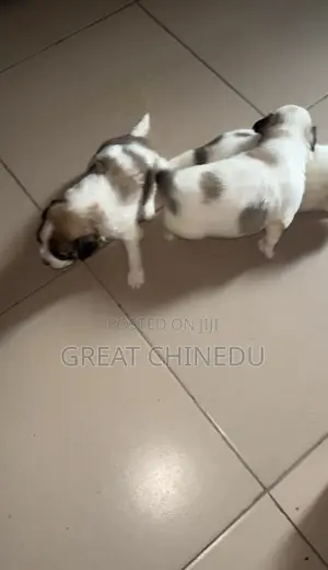 1-3 months Male Purebred Lhasa Apso