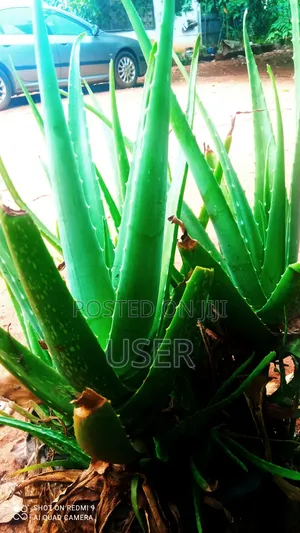 Fresh, Organic Pesticide-Free Aloe Vera Plants