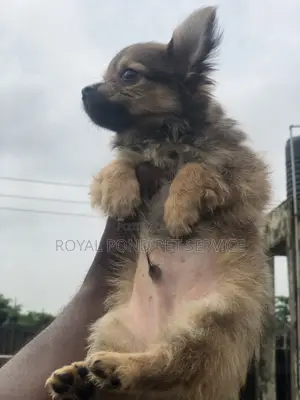 1-3 months Male Purebred Chihuahua