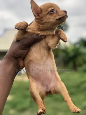 1-3 months Female Purebred Chihuahua