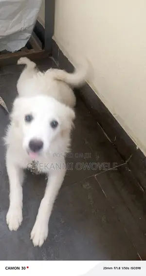 3-6 months Female Purebred American Eskimo