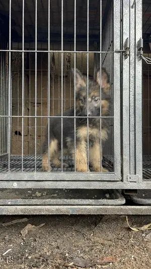 1-3 months Male Purebred German Shepherd