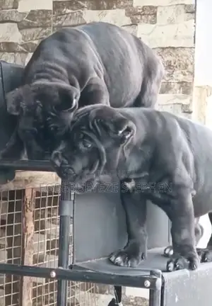 1-3 months Male Purebred Cane Corso
