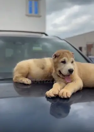 1-3 months Female Purebred Alabai