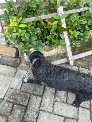 1+ year Male Mixed Breed Poodle