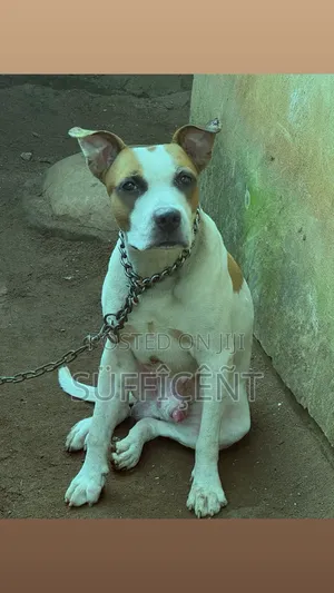 1+ year Male Purebred American Pit Bull Terrier